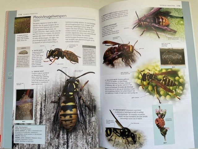 Nr.339: Boek Vlinders & andere Insecten in Nederland, Boeken, Natuur, Ophalen of Verzenden, Nieuw, Overige onderwerpen