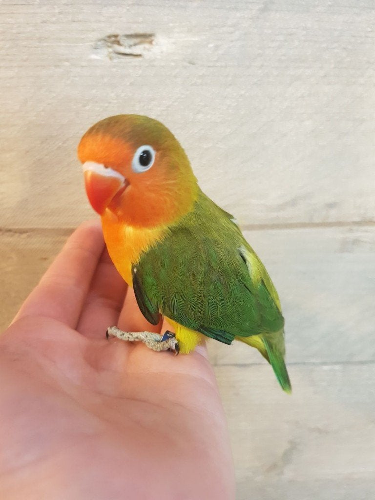 Jonge Baby Agapornis | Fischeri | Div. Kleuren | Handtam, Dieren en Toebehoren, Meerdere dieren, Dwergpapegaai of Agapornis, Pratend