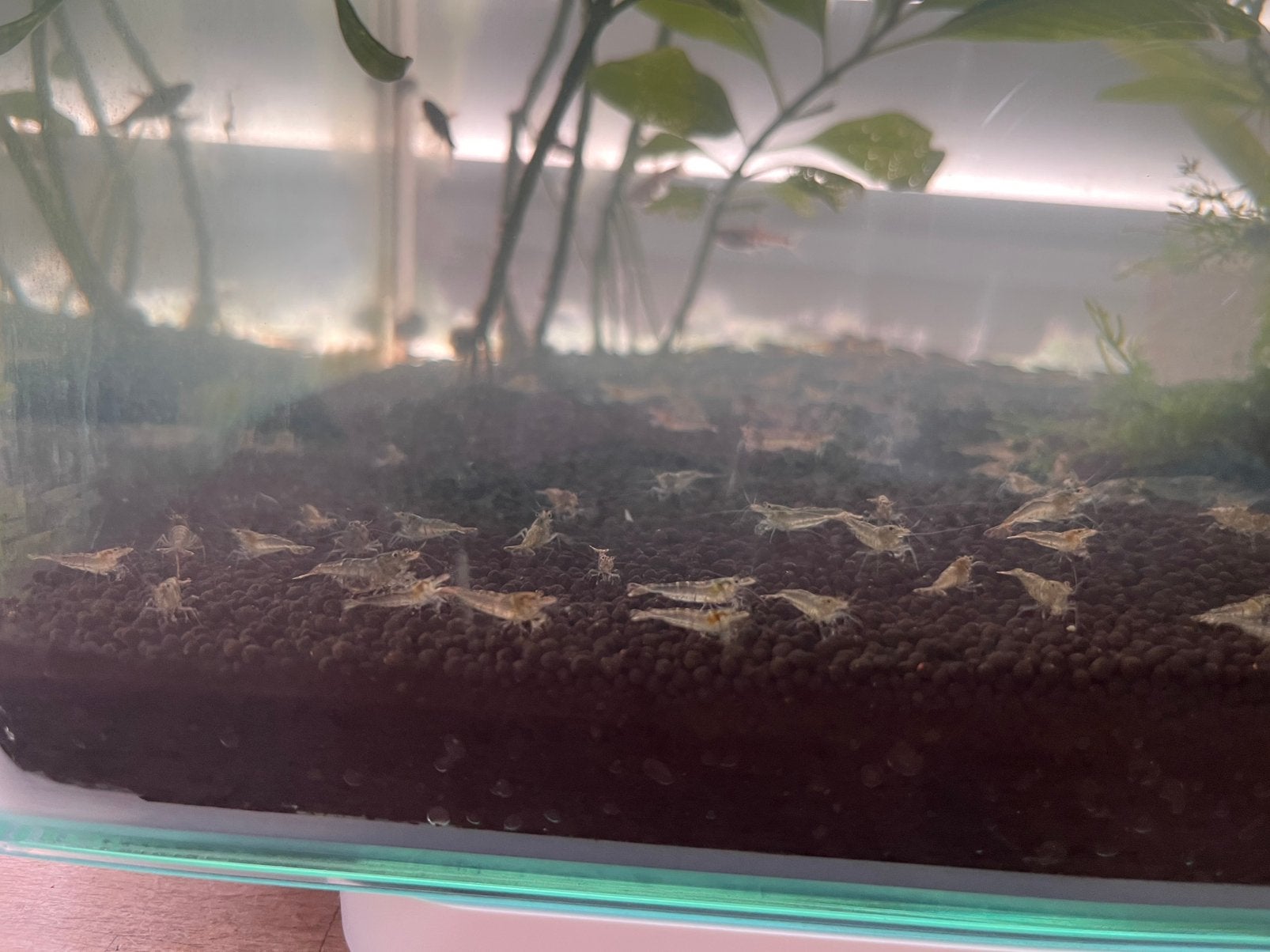 Transparante garnalen aquarium, Ophalen, Nieuw, Overige typen