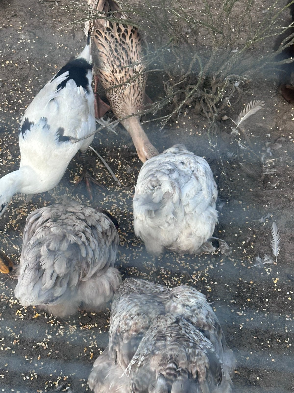 2 koppels cochin kriel kleur; blauw / koekkoek, Meerdere dieren, Kip
