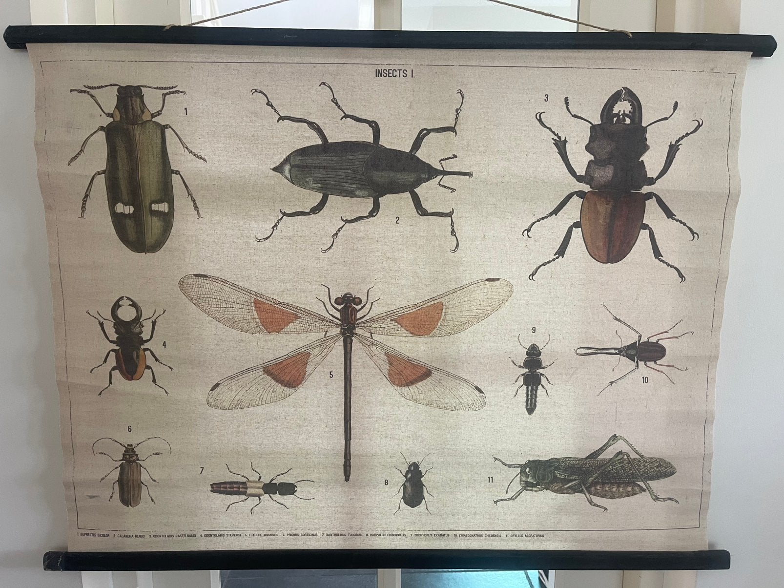Oude Insecten afbeelding doek vermoedelijk Engelstalig., Antiek en Kunst, Antiek | Schoolplaten, Ophalen, Natuur en Biologie