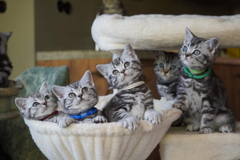 Britse korthaar kittens Black Silver tabby Blotched "Whiskas, Dieren en Toebehoren, Meerdere dieren, Met stamboom