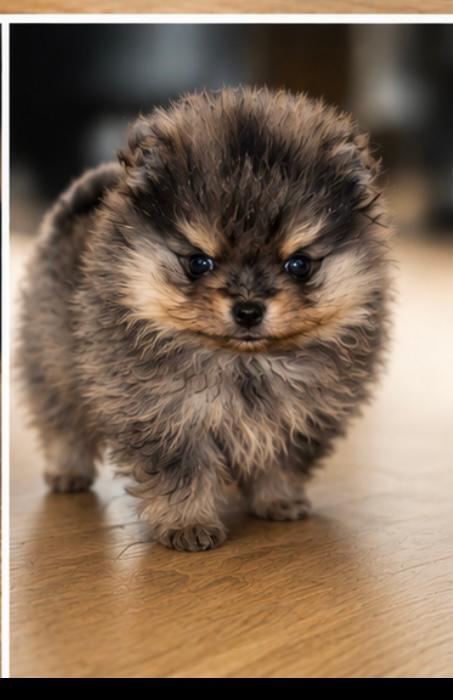 Super mooie merle  pomeriaan pomeranian reutjes, Keeshond, Reu, 8 tot 15 weken, Parvo