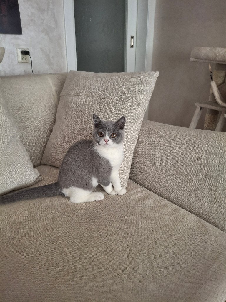Een schattig liefdevol mannelijke britskorthaar te koop!, Mannelijk, Overige soorten