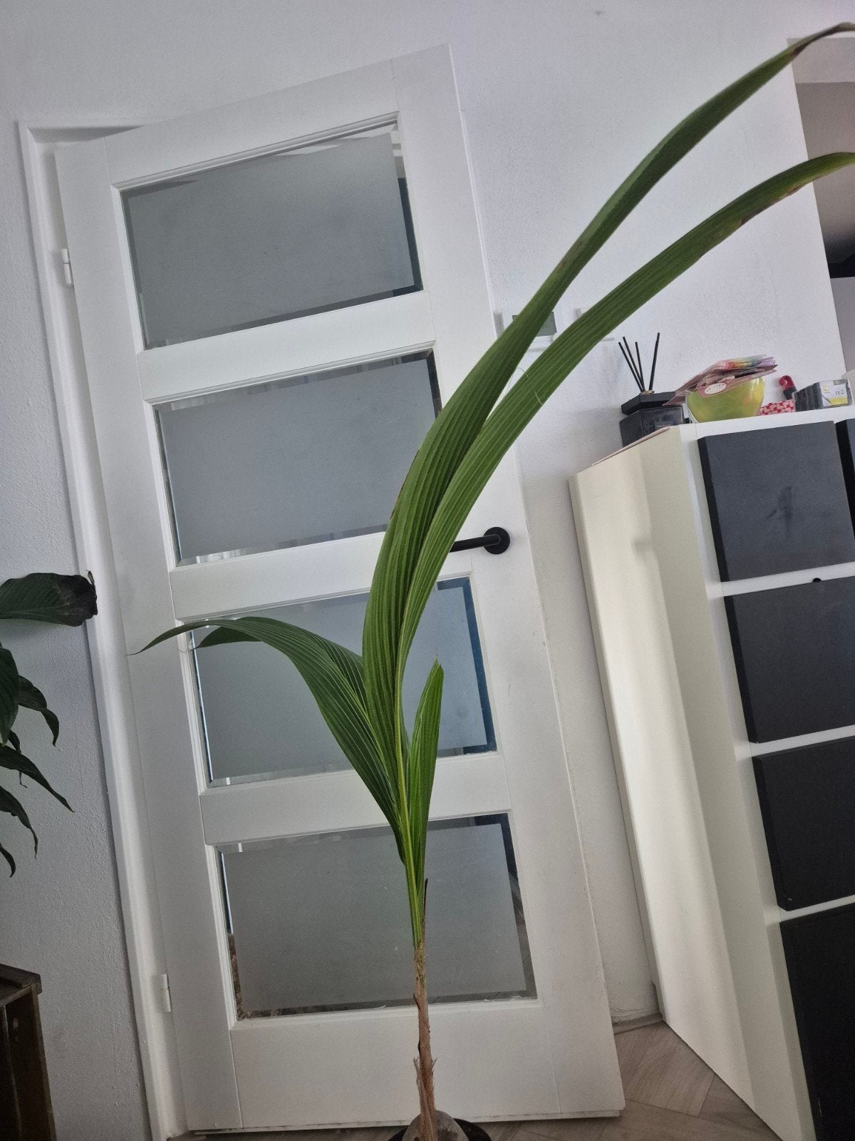 Palmplant palm, Ophalen, Halfschaduw, 100 tot 150 cm