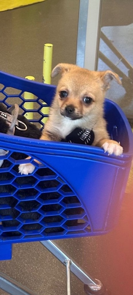 Pomchi pup 13 weken, Reu, 8 tot 15 weken, Eén hond, Chihuahua