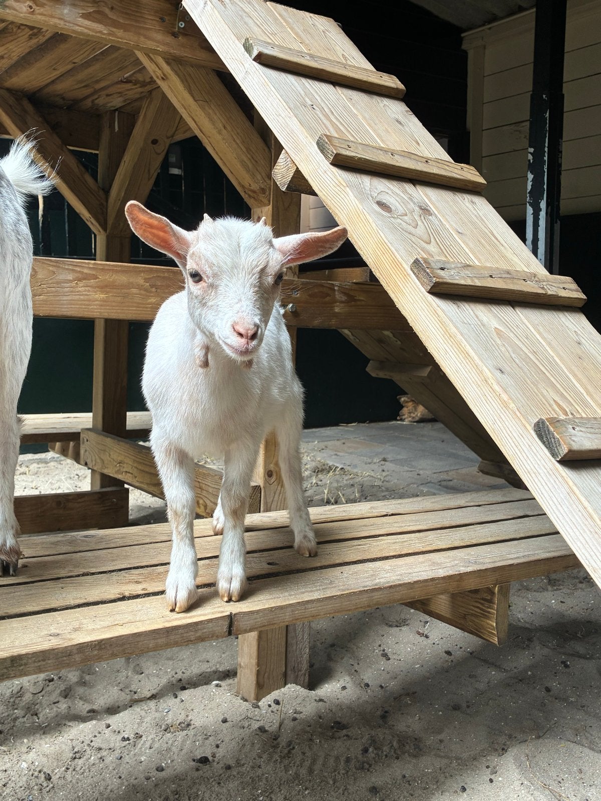 Lief Dwerggeitje zoekt een nieuw huisje! CAE/CL vrij., Vrouwelijk, Geit