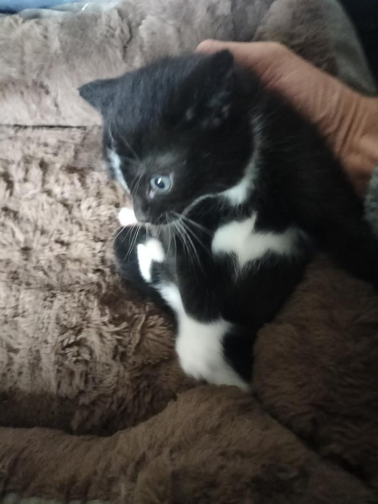 Gewone kittens, Meerdere dieren