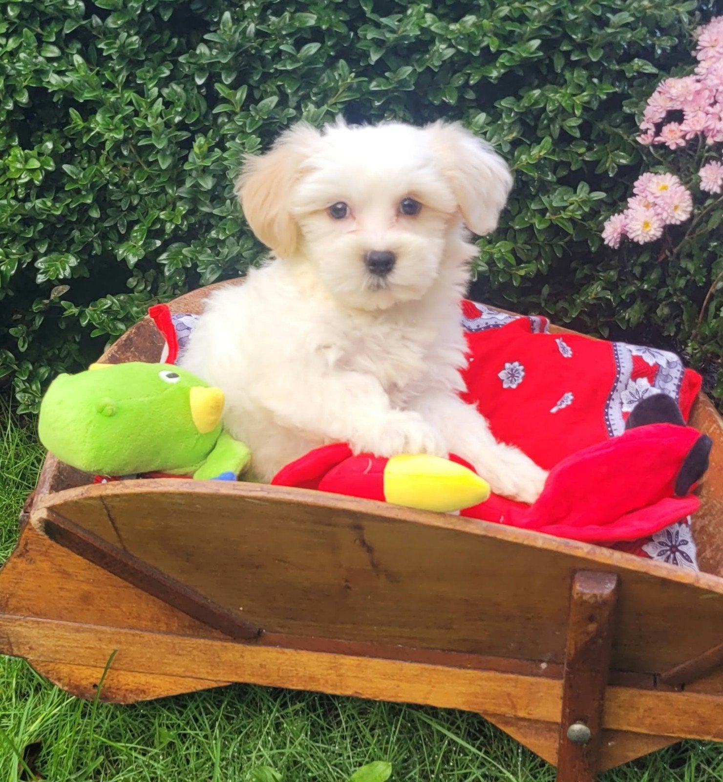 Leuke boomer pups te koop!, CDV (hondenziekte), 8 tot 15 weken, Meerdere, Meerdere dieren