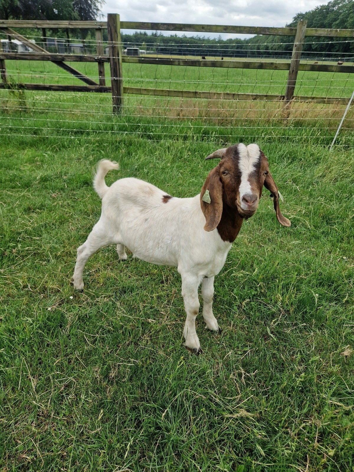 Boergeit bok. CL CEA vrij, Dieren en Toebehoren, Schapen, Geiten en Varkens, Mannelijk, Geit