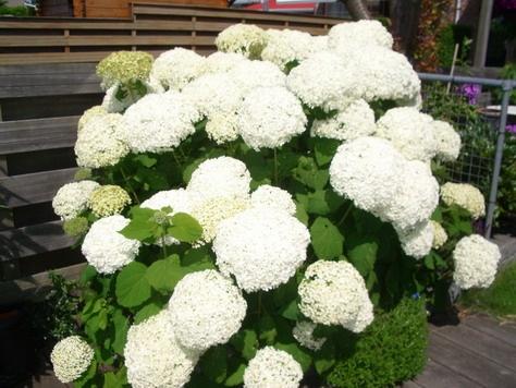 Strong Annabelle 3 literpot €10,95,  15 literpot €19,95, Ophalen, Overige soorten, Halfschaduw