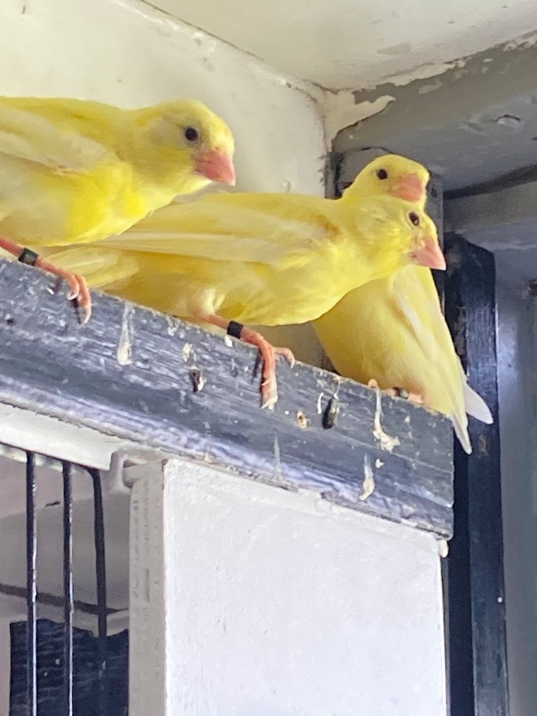 waterslagers, Dieren en Toebehoren, Vogels | Kanaries, Zangkanarie, Mannelijk
