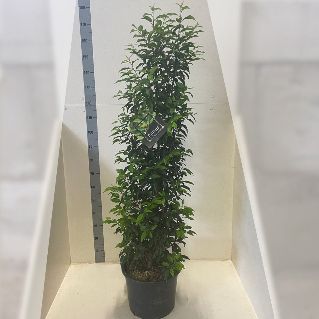 Portugese Laurier - Geschikt voor haag, Ophalen, Laurier, Haag, 100 tot 250 cm