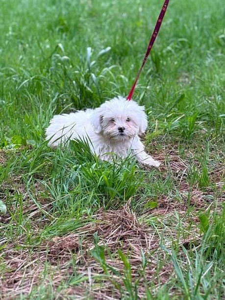 Lieve boomer pup reutje, Parvo, 8 tot 15 weken, Eén hond, Nederland