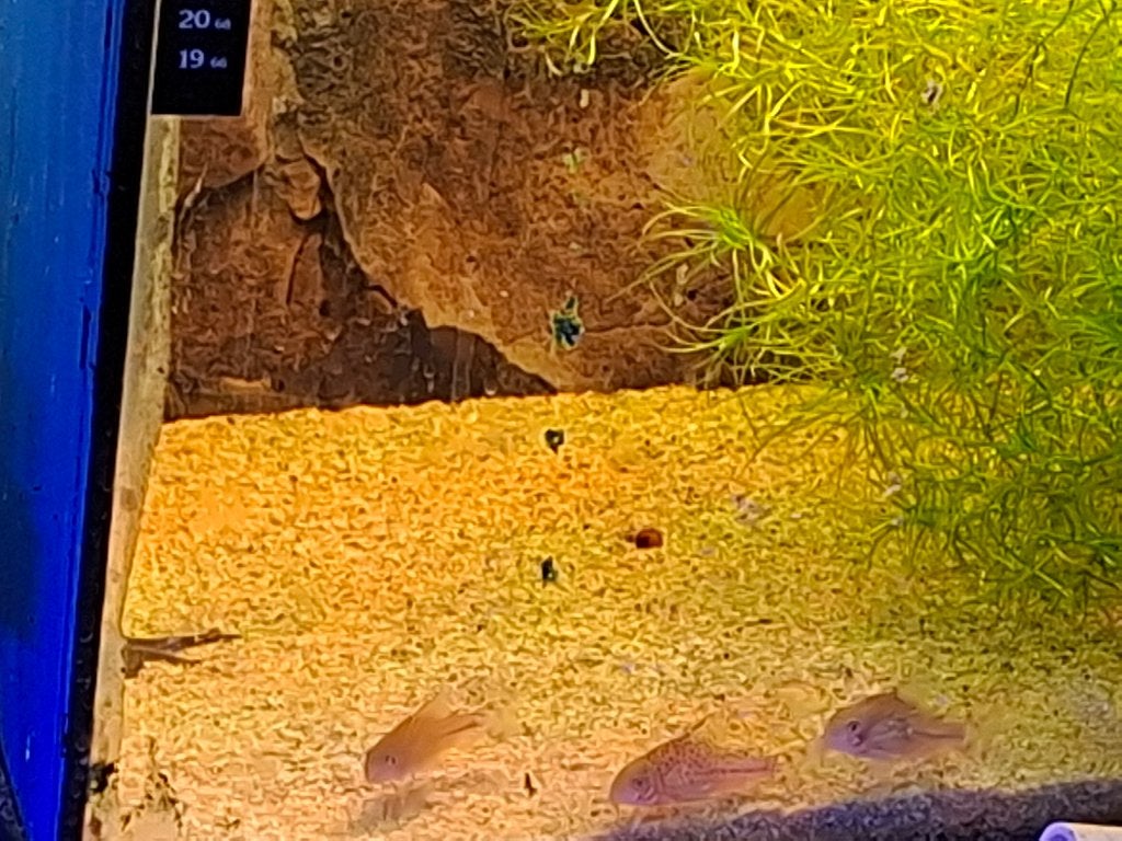 jonge Hoplisoma knacki nakweek(corydoras), Dieren en Toebehoren, Vissen | Aquariumvissen, Vis, Zoetwatervis, Schoolvis