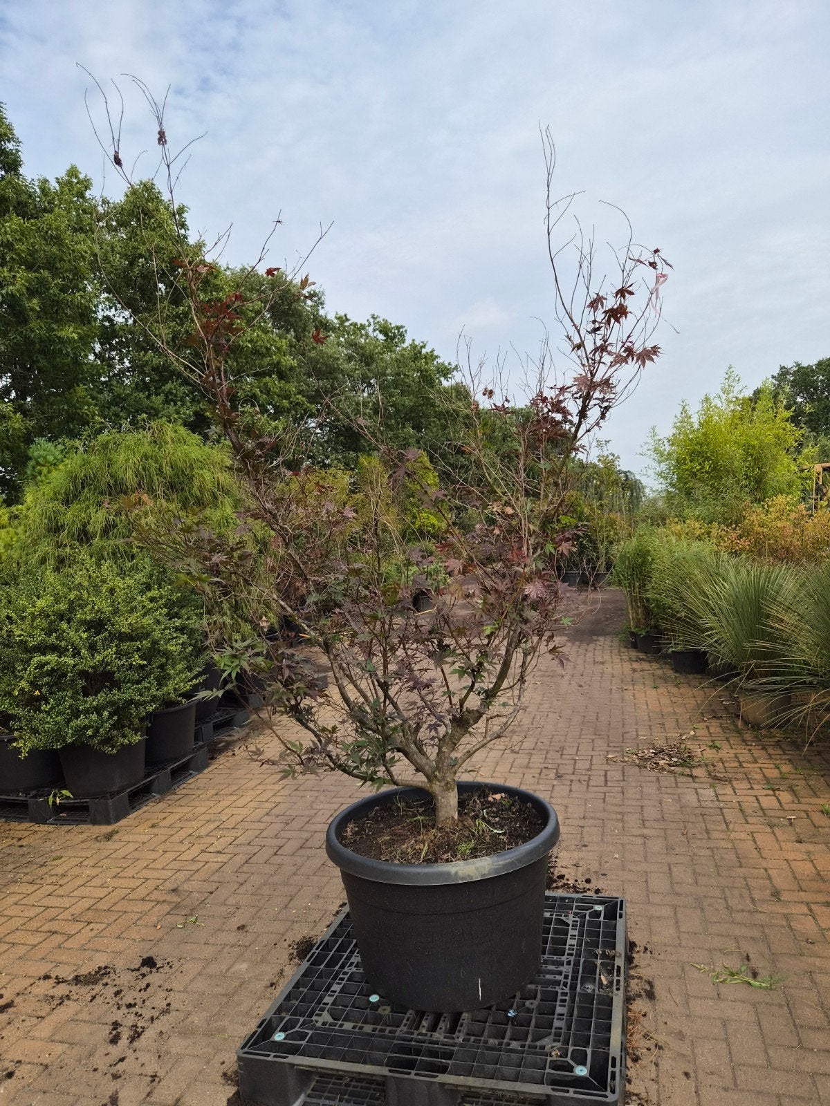 Acer Palmatum Rood - Japanse Esdoorn in pot, Halfschaduw, Overige soorten, Lente, 100 tot 250 cm