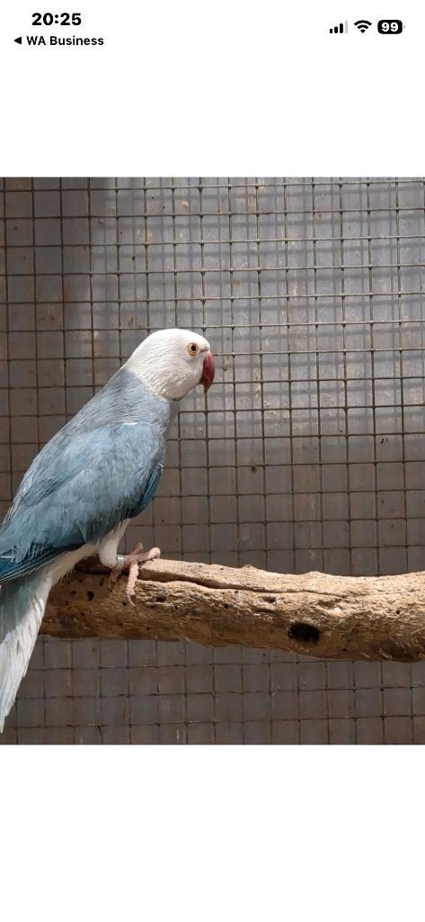 Halsband parkiet witkop witstaart., Dieren en Toebehoren, Vogels | Parkieten en Papegaaien, Mannelijk, Parkiet, Geringd