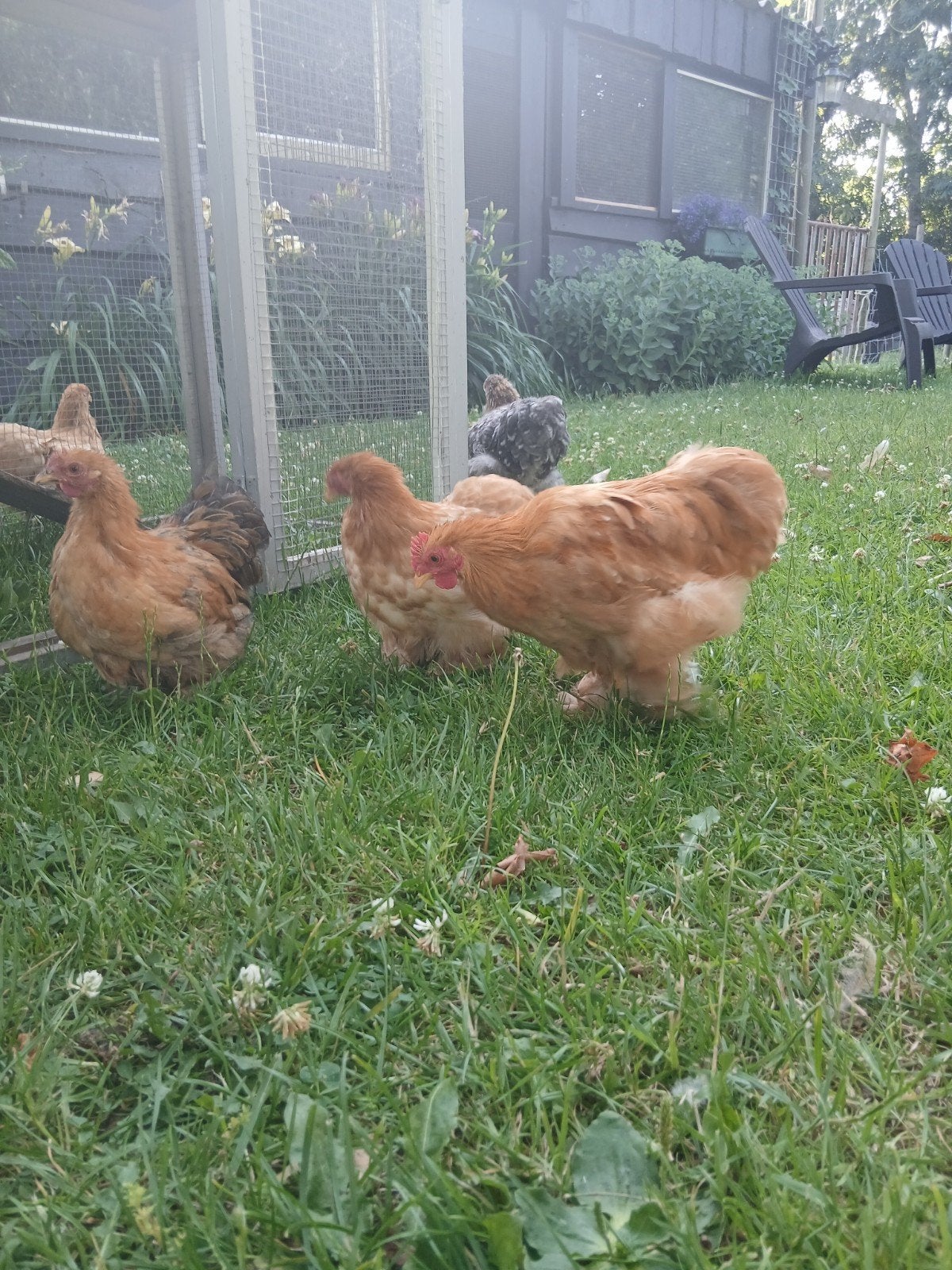 Cochins  kippen, Meerdere dieren, Kip