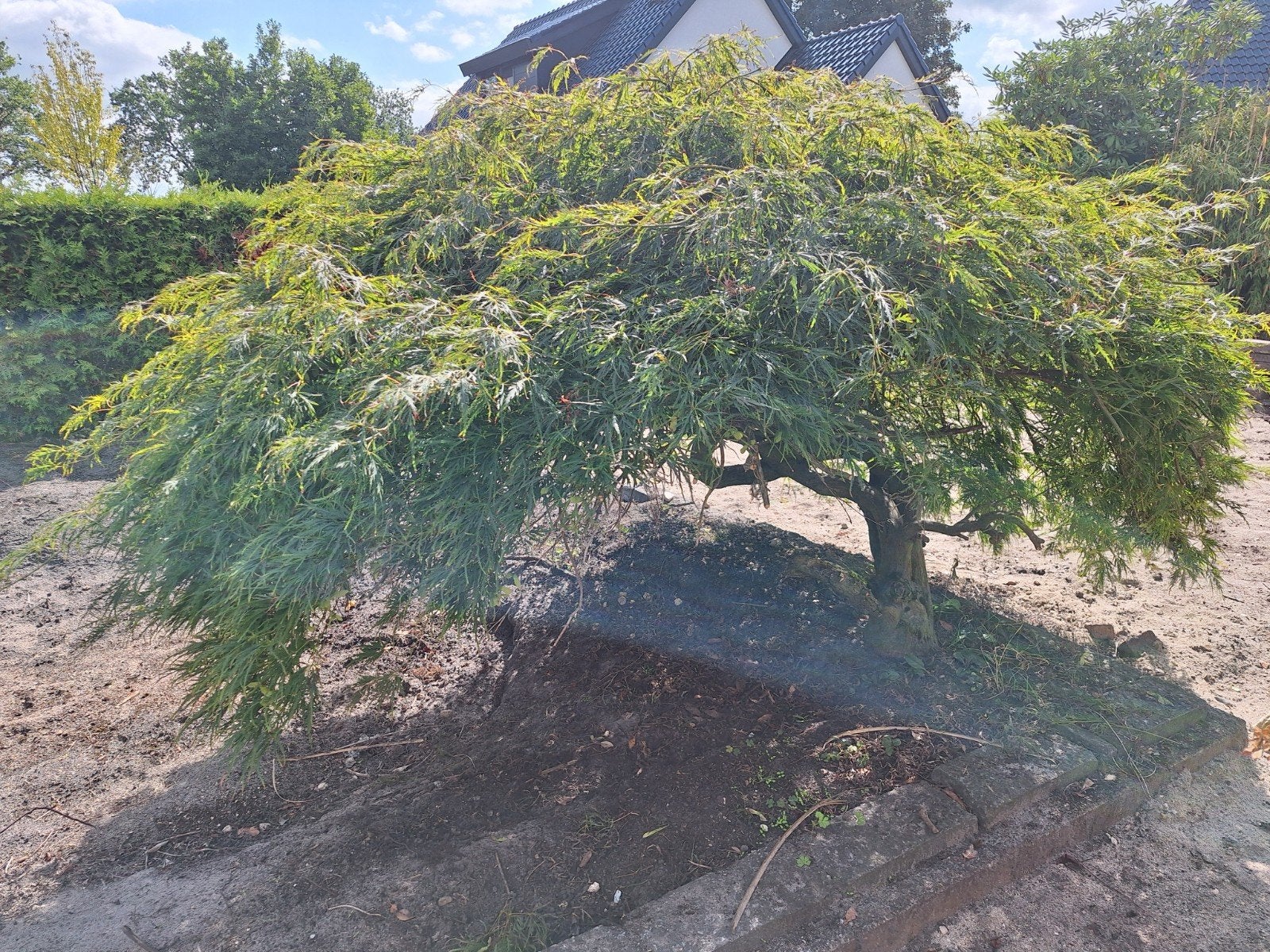 Japanse esdoorn - Mooie boom voor bijv. de vijver, Ophalen, Esdoorn, Struik, 100 tot 250 cm