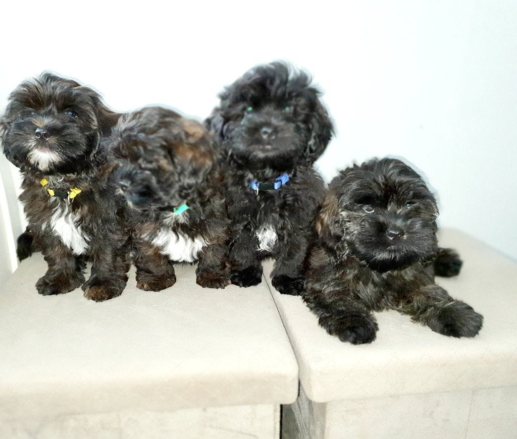 Toy poedel×lhasaapso, geteste ouders,mogen het nest verlaten, Dieren en Toebehoren, Honden | Chihuahua's en Gezelschapshonden