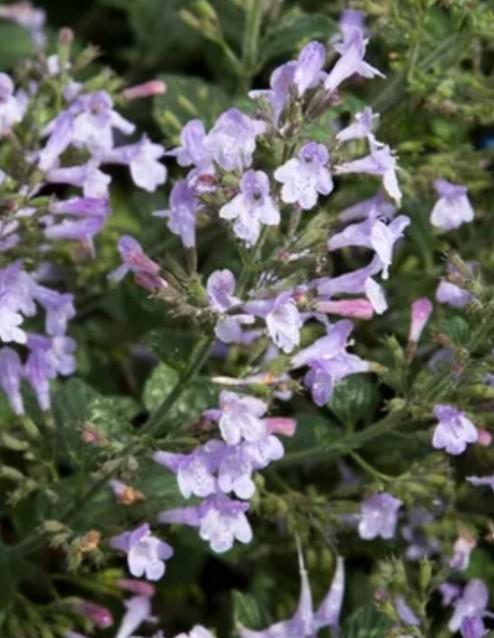 Calamintha nepeta marvelette blue P9, Ophalen of Verzenden, Overige soorten, Halfschaduw