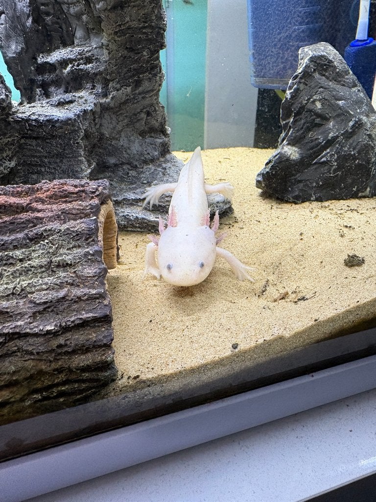 Axolotl rose 2 jaar oud, Ophalen, Gebruikt, Gevuld zoetwateraquarium, Superfish