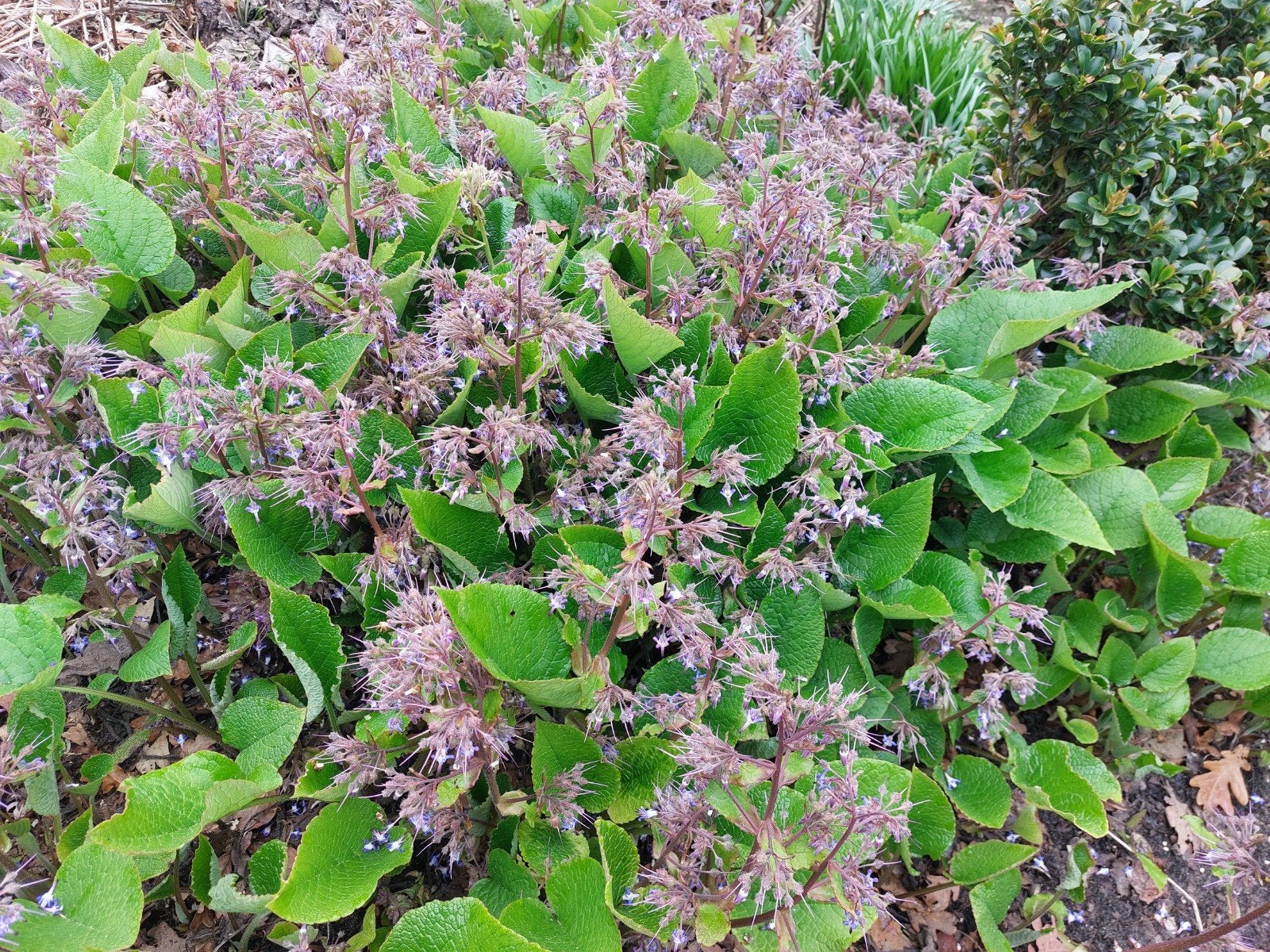 Trachystemon, Ophalen, Overige soorten, Volle zon