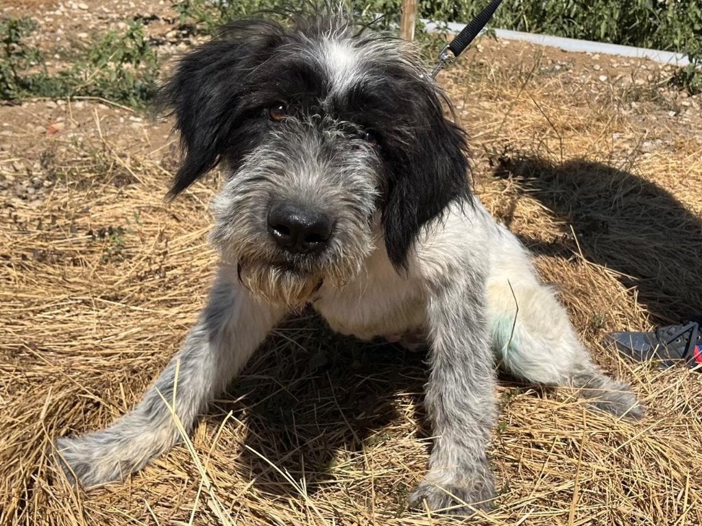Jonge hond Maggie, zal uitgroeien tot een mooie grote dame, Particulier, 15 weken tot 1 jaar, Buitenland, Teef