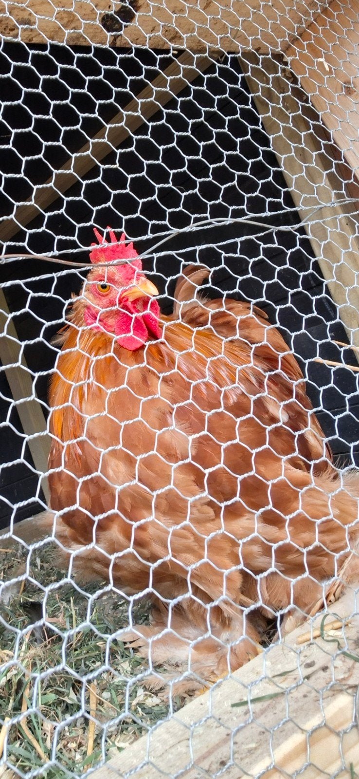 Mooie Cochin kriel  (gratis), Dieren en Toebehoren, Geslacht onbekend, Kip