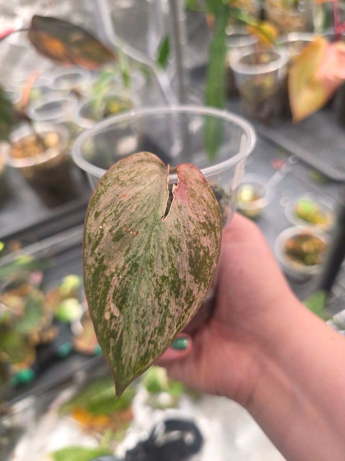philodendron micans mint pink, Ophalen of Verzenden, Halfschaduw, Minder dan 100 cm