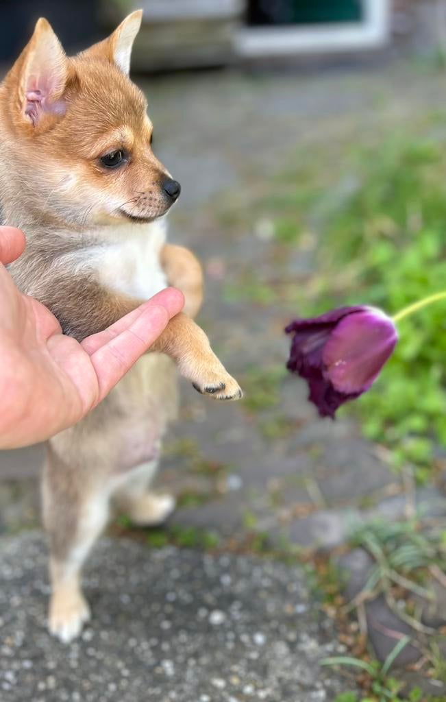 Pomchi reutje pup pomeriaan x chihuahua puppy 💙🐾, Reu, 8 tot 15 weken, Parvo, Eén hond