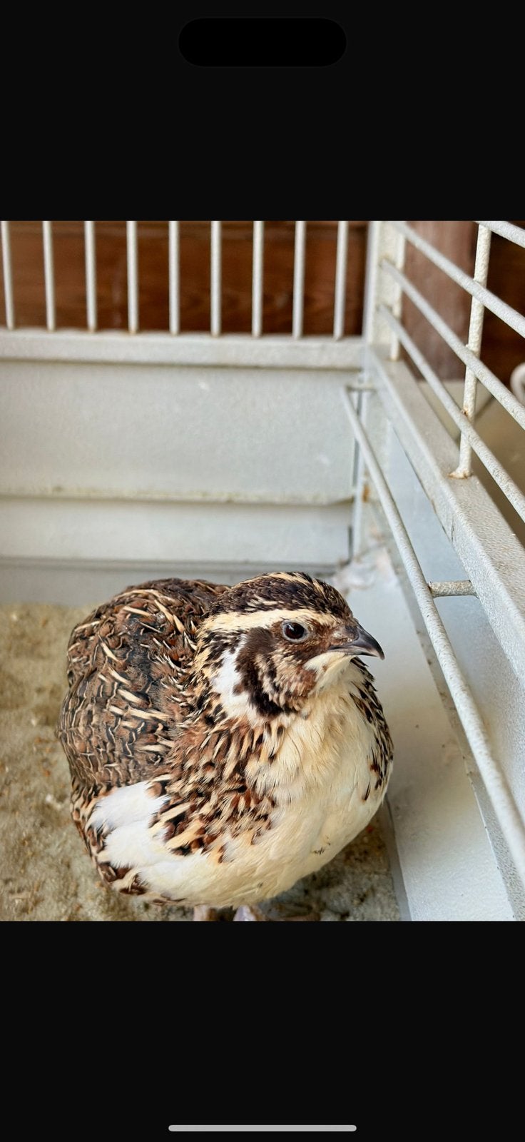 Kwartel, Dieren en Toebehoren, Mannelijk, Overige soorten