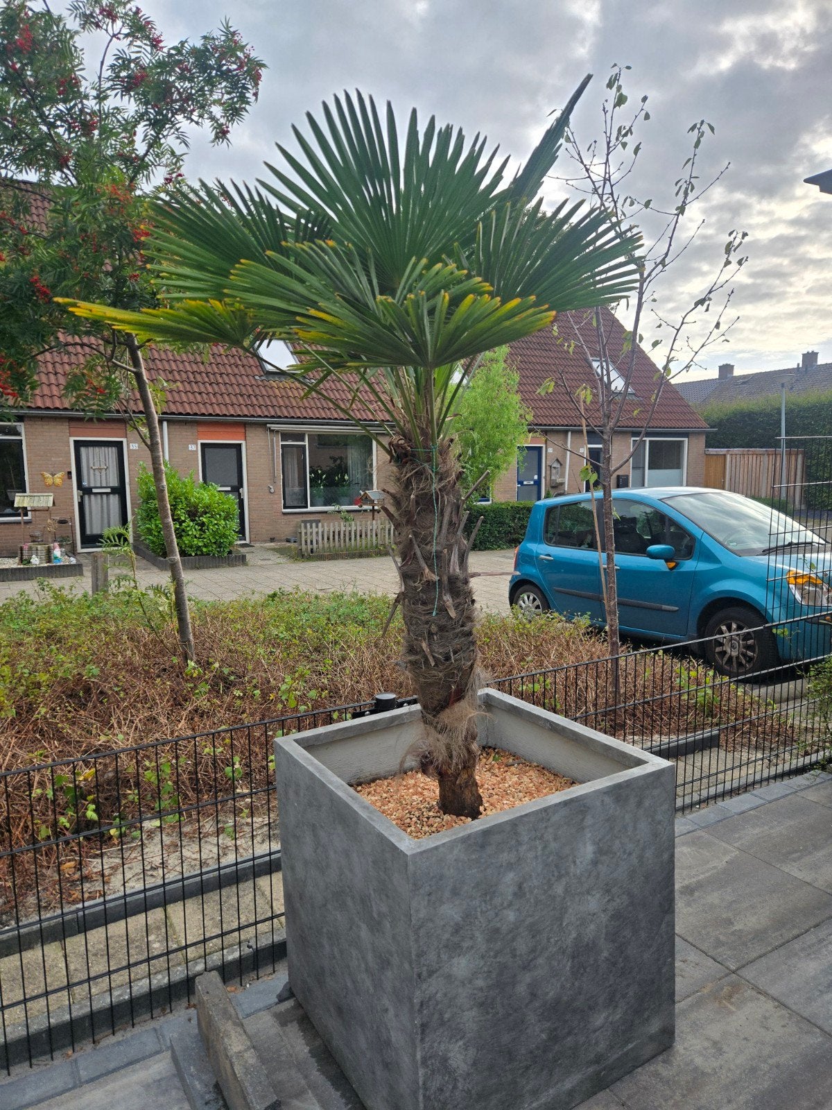 Trachycarpus Fortunei palm in betonnen pot, Ophalen of Verzenden