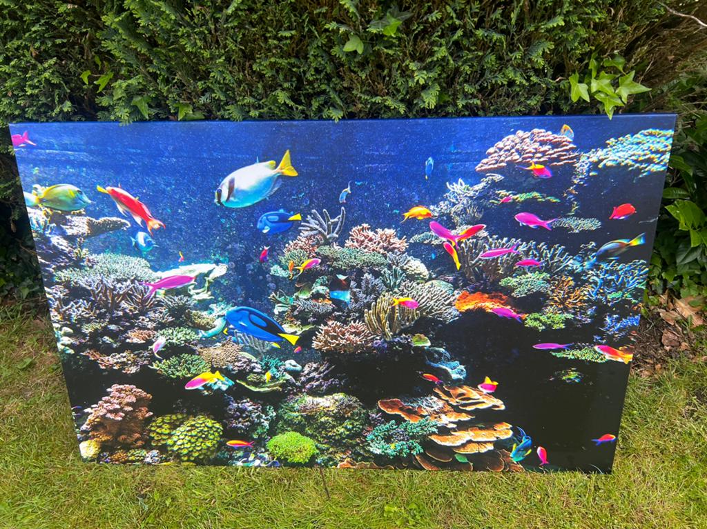 Canvas vissen xxl €10,- afhaal, Ophalen of Verzenden, Nieuw