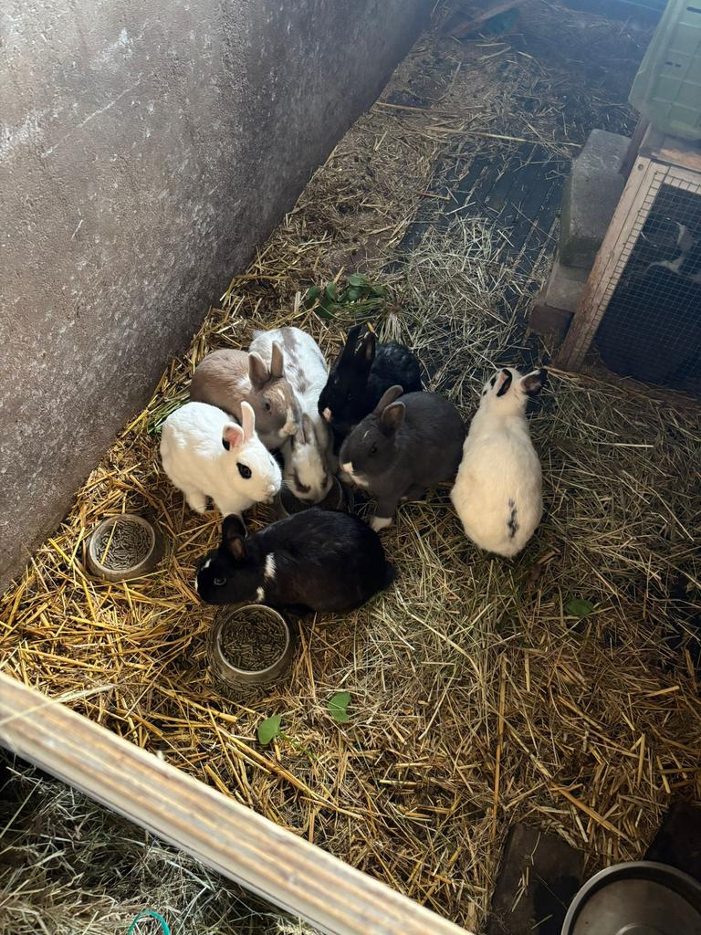 Konijnen te koop, Dieren en Toebehoren, Meerdere dieren, Middelgroot, 0 tot 2 jaar