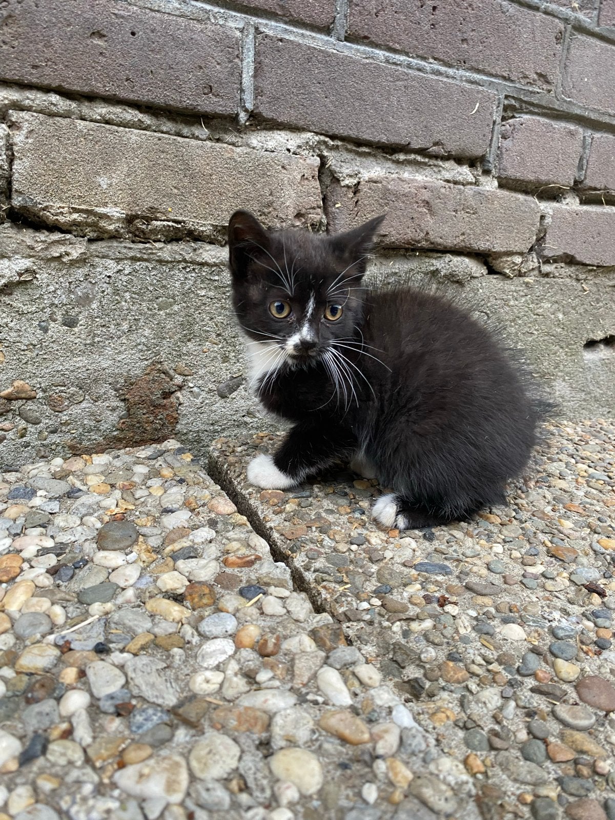 Boerderij kittens, Meerdere dieren