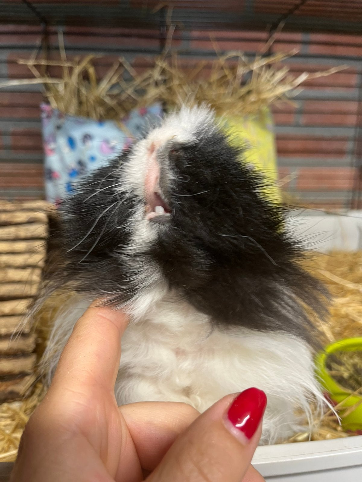 Super leuk cavia beren koppel!, Dieren en Toebehoren, Knaagdieren, Meerdere dieren, Tam, Maart, Cavia