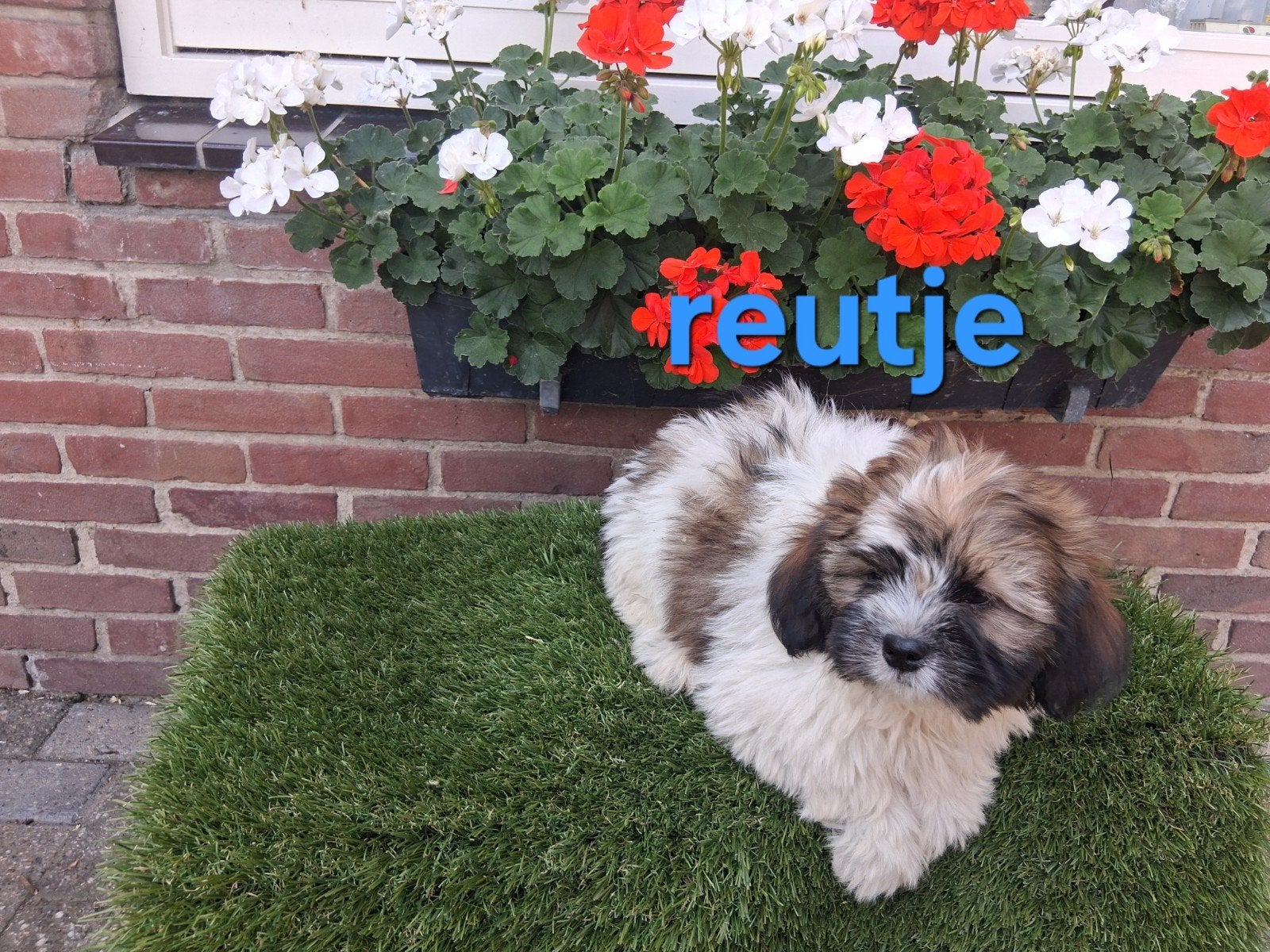 Te koop mooie speelse kleinblijvende boomer pups, Dieren en Toebehoren, Parvo, Overige rassen, 8 tot 15 weken, Meerdere