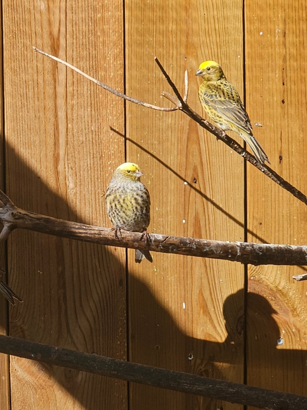 prachtige tt waardige  Lizards  kanaries te koop, Dieren en Toebehoren, Meerdere dieren, Geringd