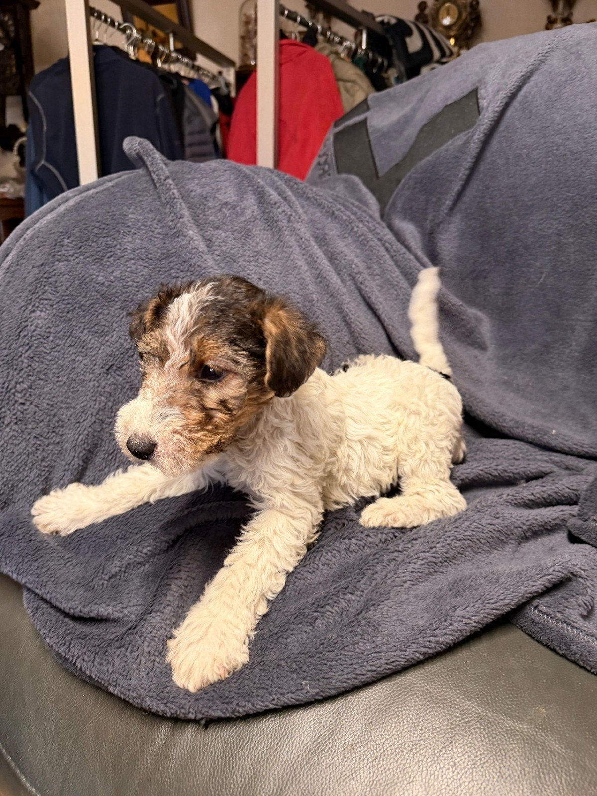 Fox terriër Draadhaar pups te koop, Dieren en Toebehoren, Honden | Jack Russells en Terriërs, Jack Russell Terriër, 8 tot 15 weken