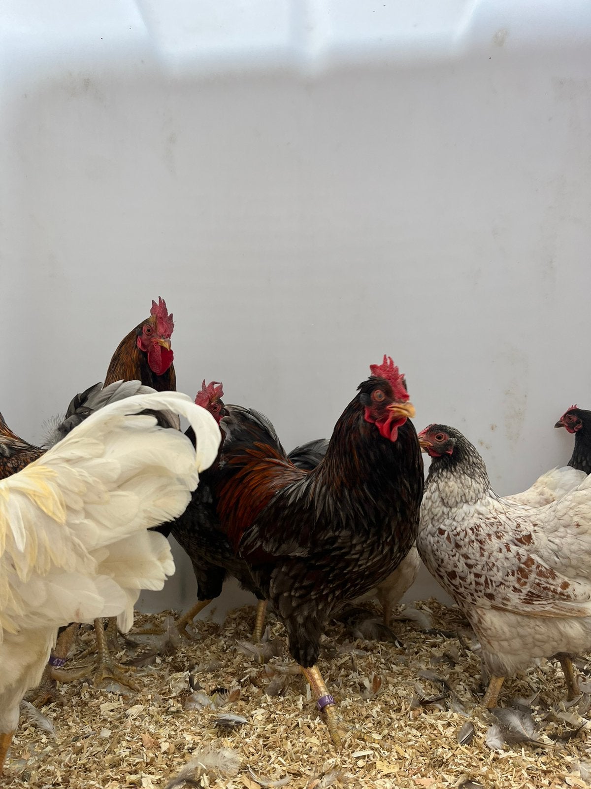 Prachtige mooi trio barnevelders te koop