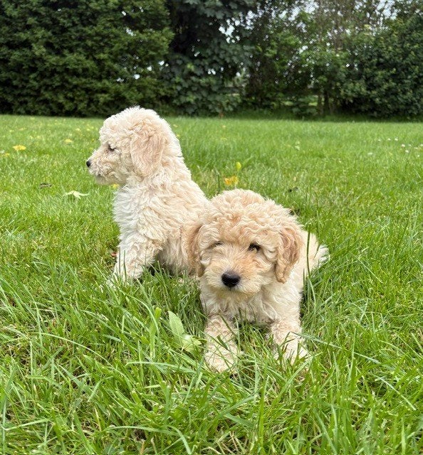 labradoodle F3 pups, Parvo, Overige rassen, 8 tot 15 weken, Meerdere