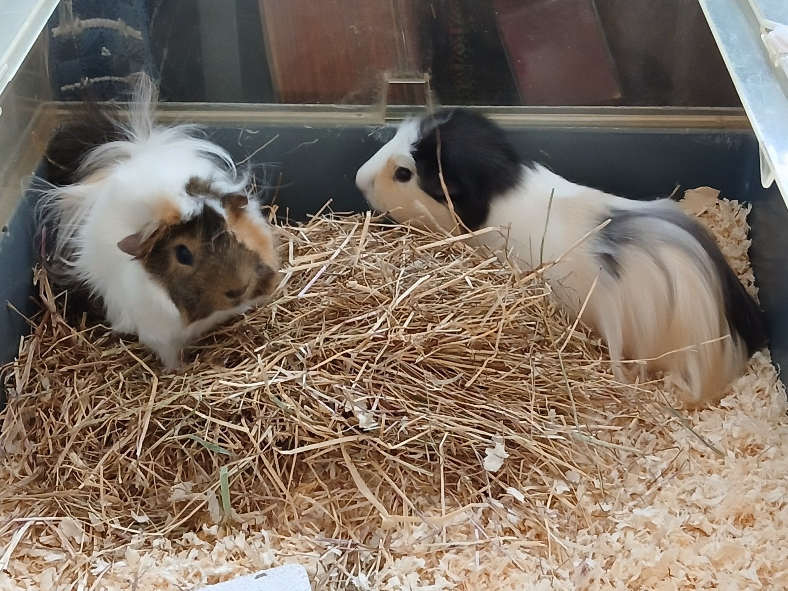 2 jonge cavia's, mannetjes, Mannelijk, Tam, Maart, Cavia