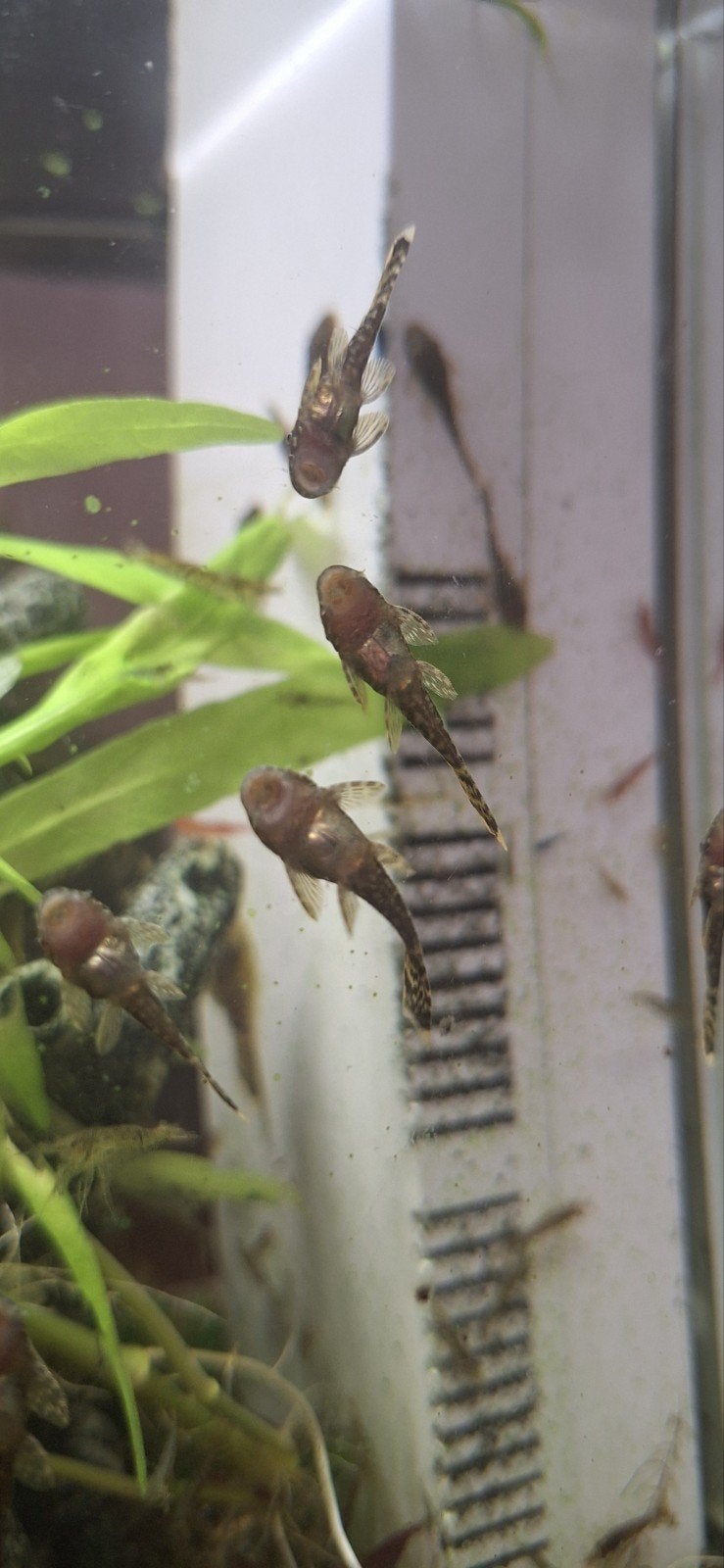 Ancistrus algeneters (baby), Dieren en Toebehoren, Vissen | Aquariumvissen, Vis, Zoetwatervis
