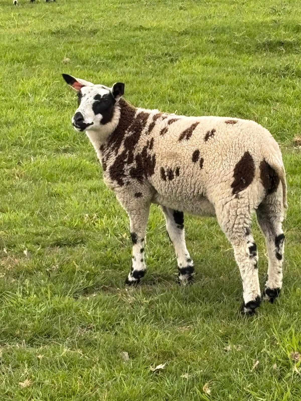 Bonte ooi met ooi lam, Dieren en Toebehoren, Vrouwelijk, Schaap
