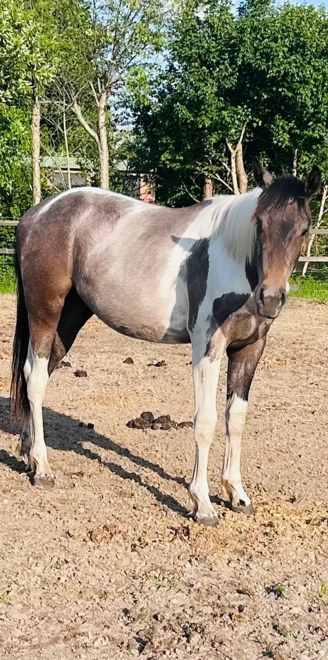 Leuke 2 jarige Paint Horse Ruin, Ruin, Niet van toepassing, Recreatiepaard, 0 tot 2 jaar