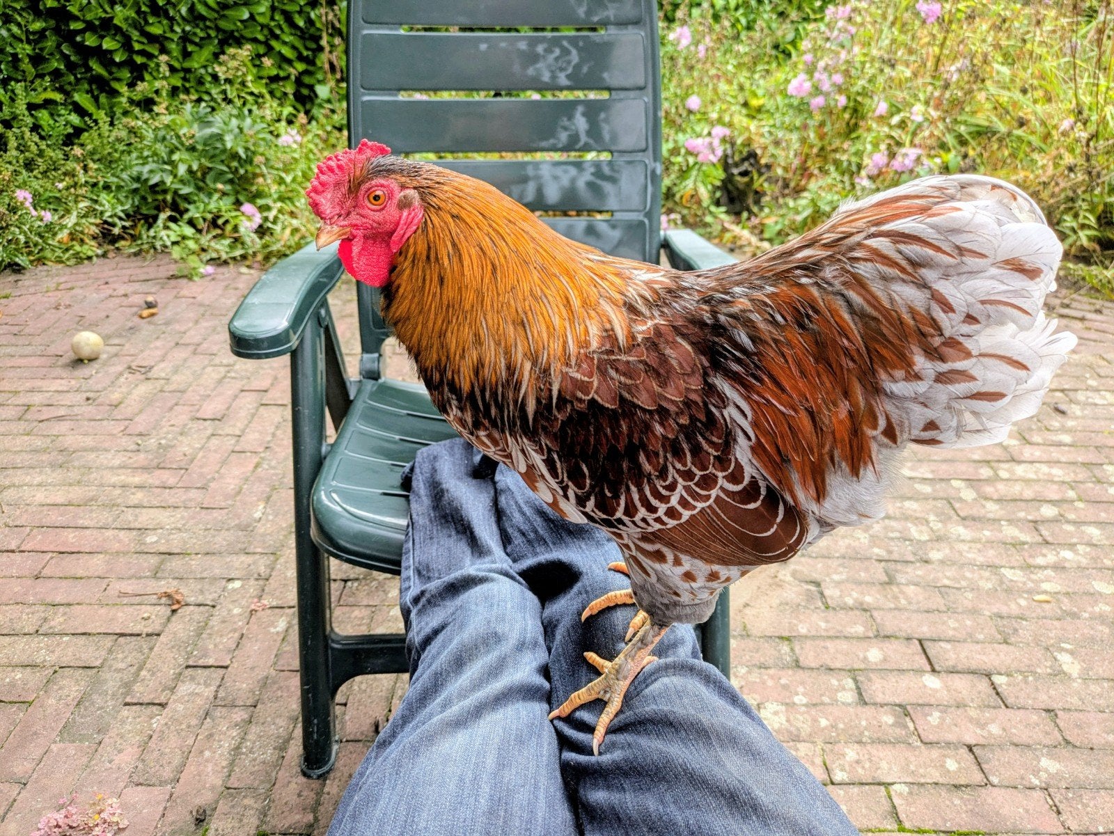 Mooie wyandotte haan van april 2026, Dieren en Toebehoren
