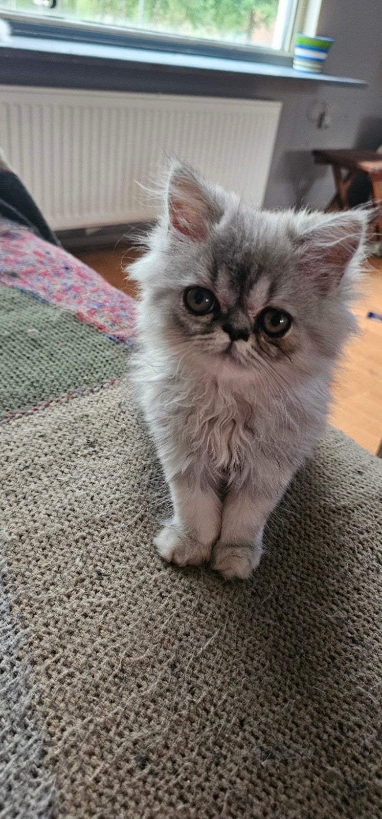 nog 1 kitten   een poesje, Dieren en Toebehoren, Meerdere dieren