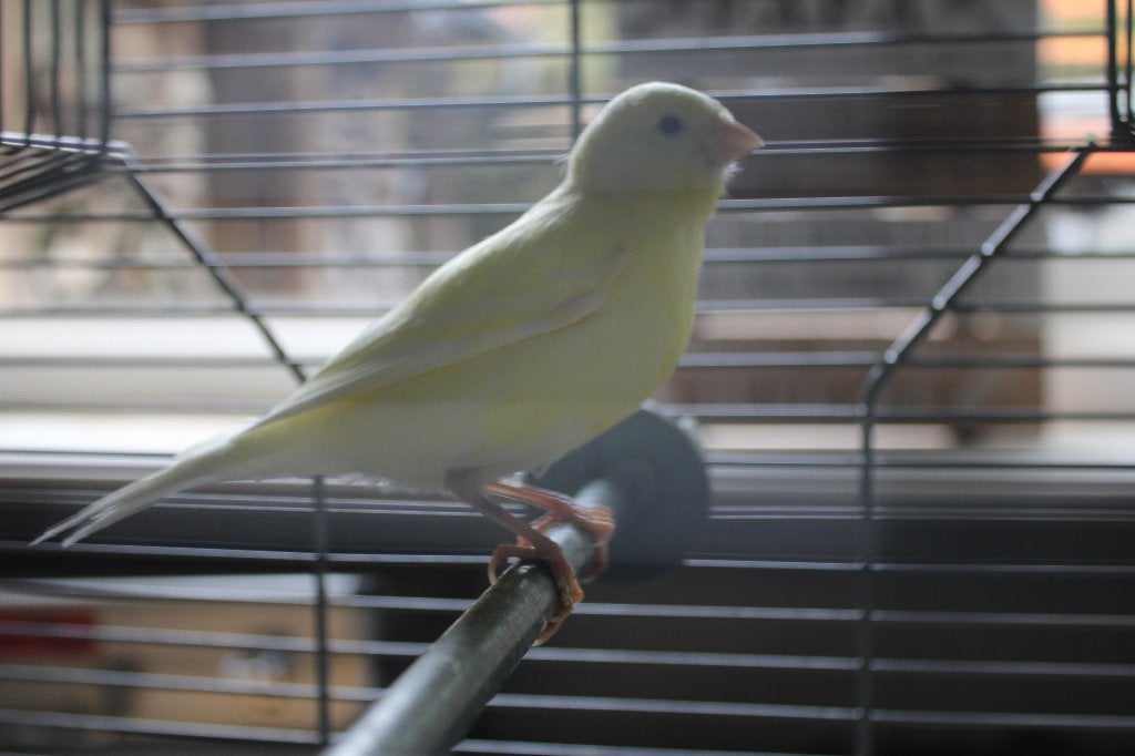 Te koop 3 jonge kanaries, Dieren en Toebehoren, Vogels | Kanaries, Geslacht onbekend, Kleurkanarie