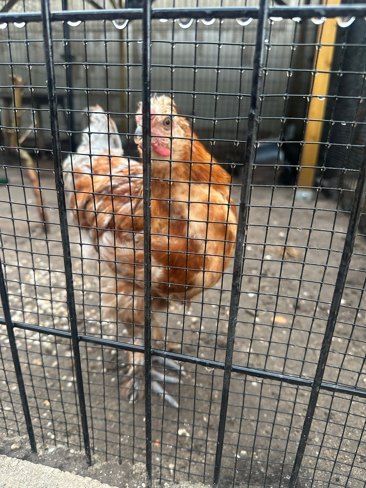 Kuiken gratis, Geslacht onbekend, Kip